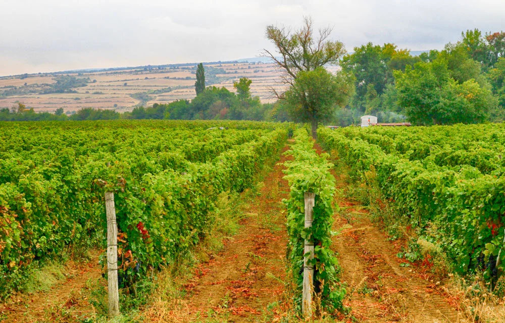 Weinberge in der Region Pomorie an der Schwarzmeerküste