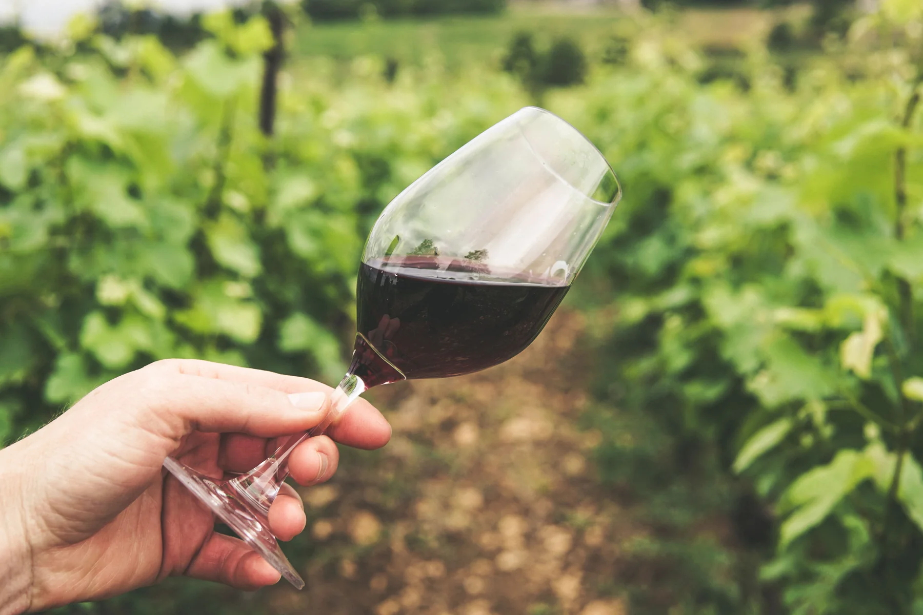 Weinlandschaft in Bulgarien